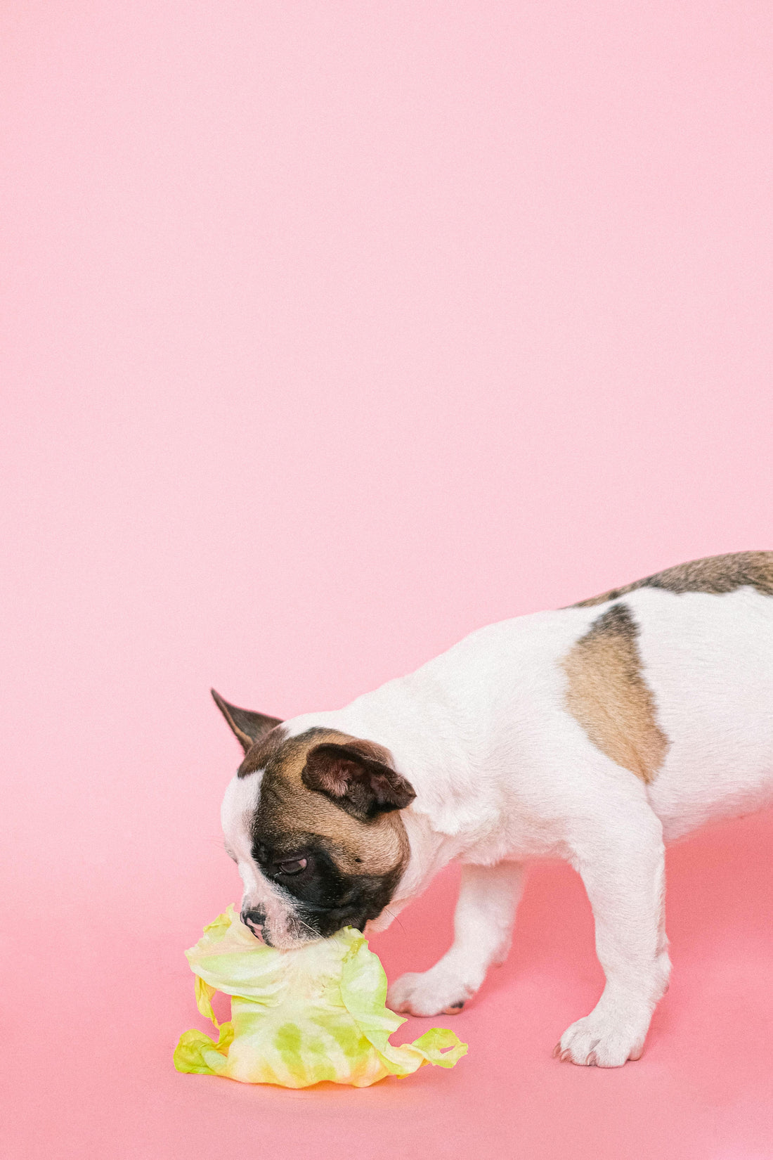 How to Choose the Right Pet Food for Your Dog