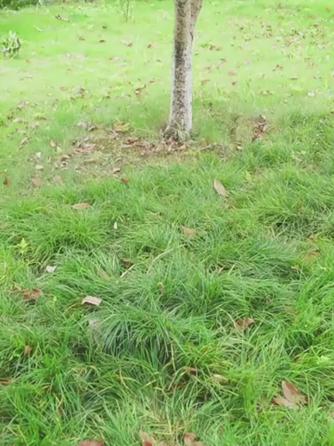 Compact Folding Hammock – Breathable Mesh for Comfort Anywhere